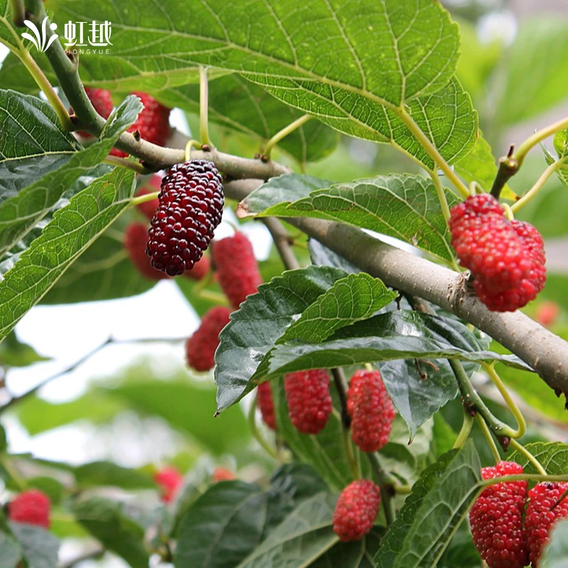 虹越 | 桑葚树苗果树果桑南北方种植白色长桑果地栽盆栽果苗