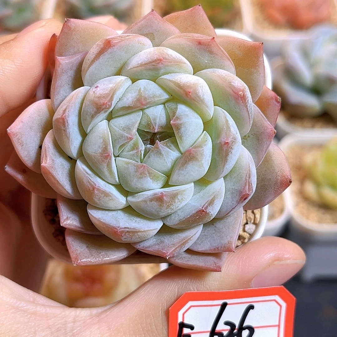 E626一物一拍 云歌