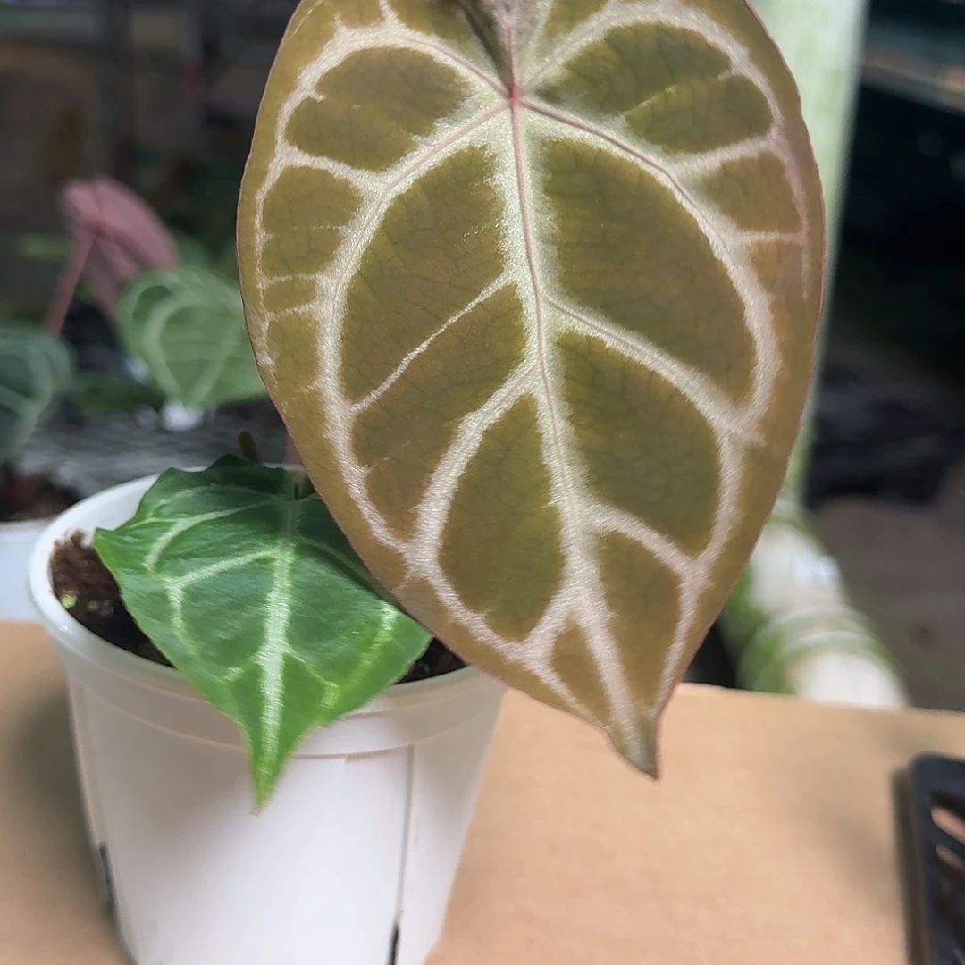 完全开放Y181红水晶杂