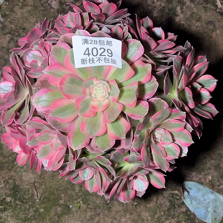 4029粉女郎多肉植物