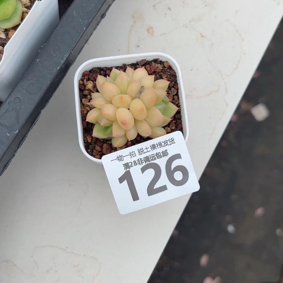 梦龙老桩无盆土发货