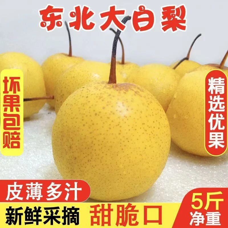 新鲜水果大白梨冰糖雪梨东北特产白梨甜脆梨煮水包邮现摘现发