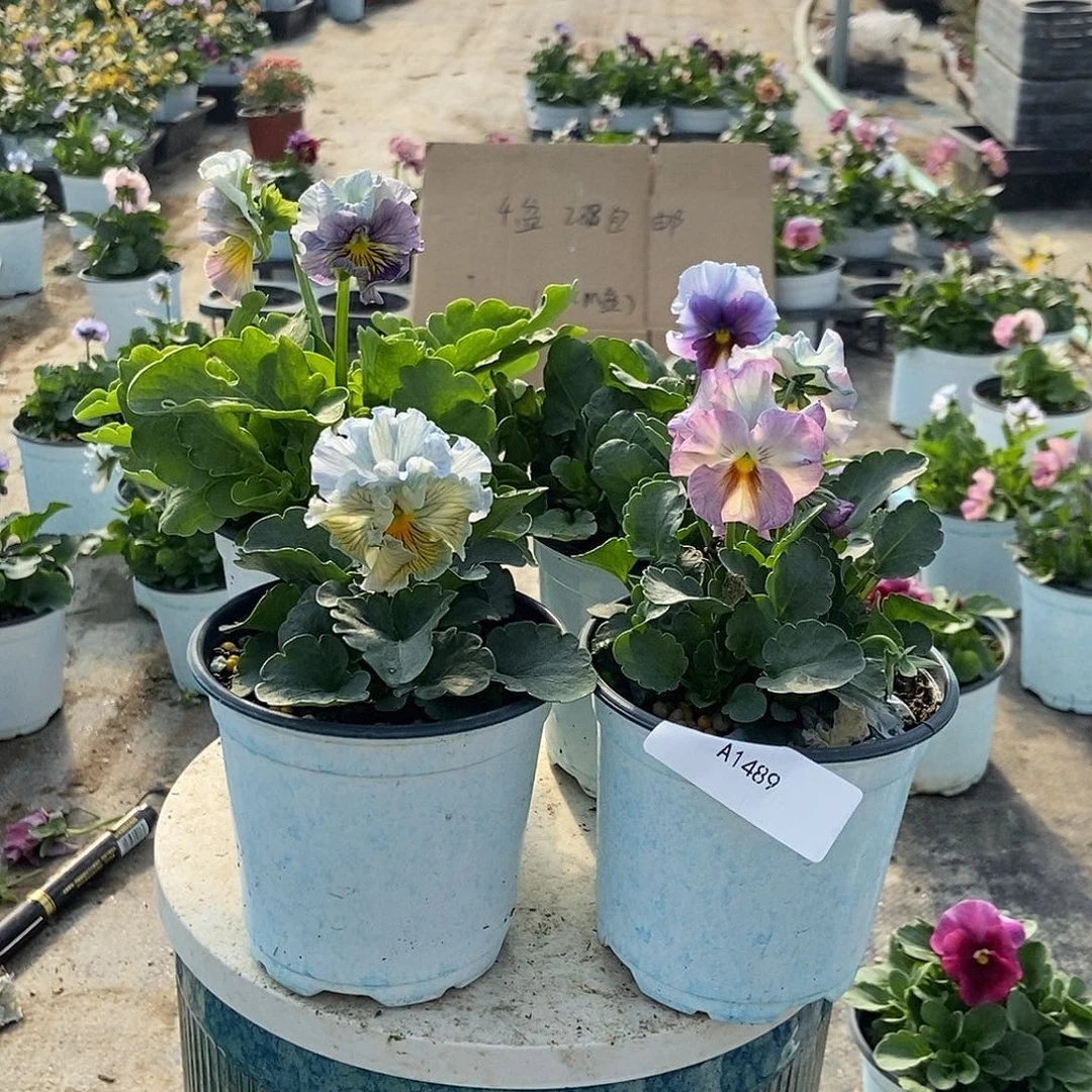 大部分花苞少量开放1489