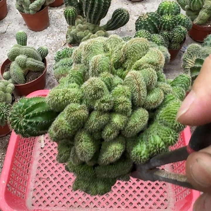 心***念无花朵彩草哈哈哈哈哈