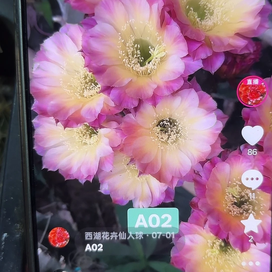 A02彩侧牙20包邮26