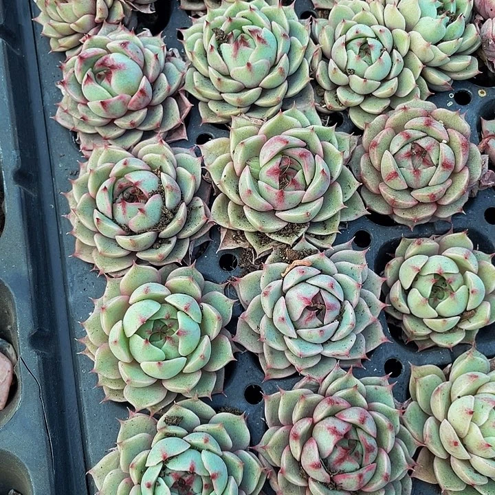 小笨吧1元带土发