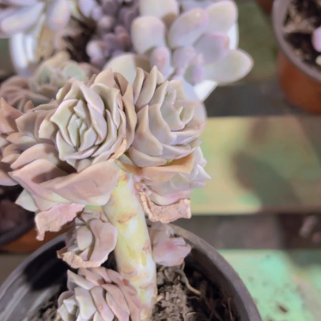 【闪购商品】可爱玫瑰9头15142