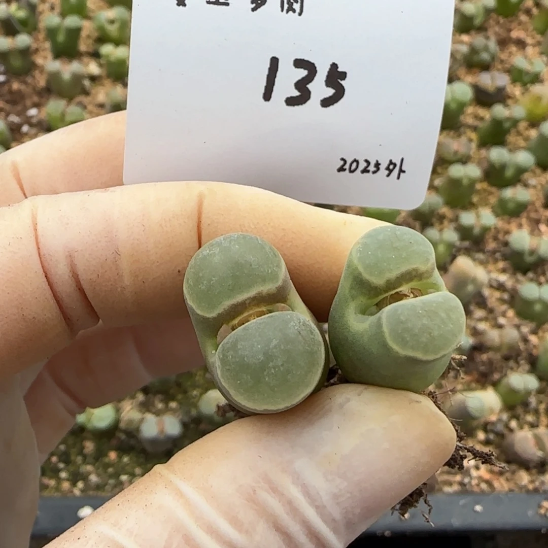 毛**?多肉多肉多肉2025-135