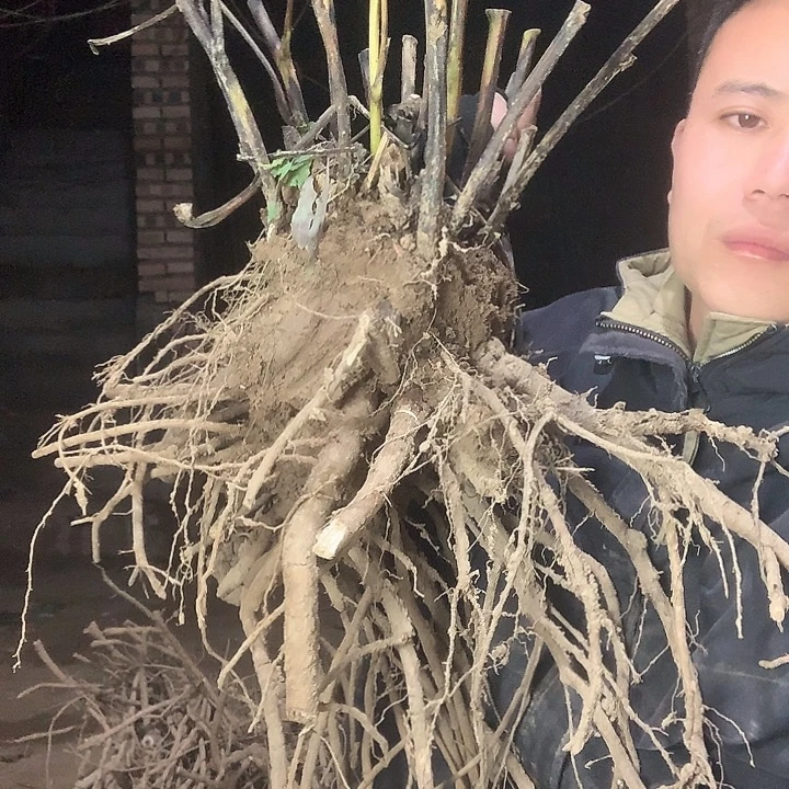 成***长当前无花栽培后可以开花