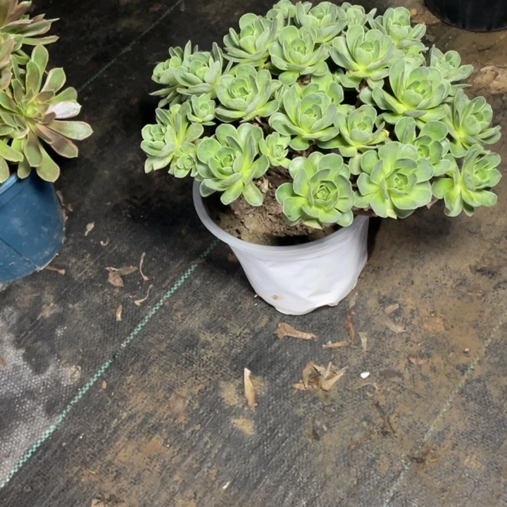 39树玫瑰多肉植物多肉