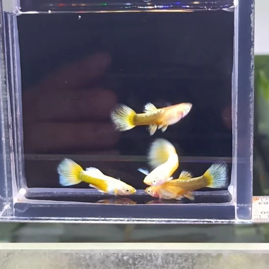 孔雀鱼品系孔雀鱼，自家繁育，一组一拍