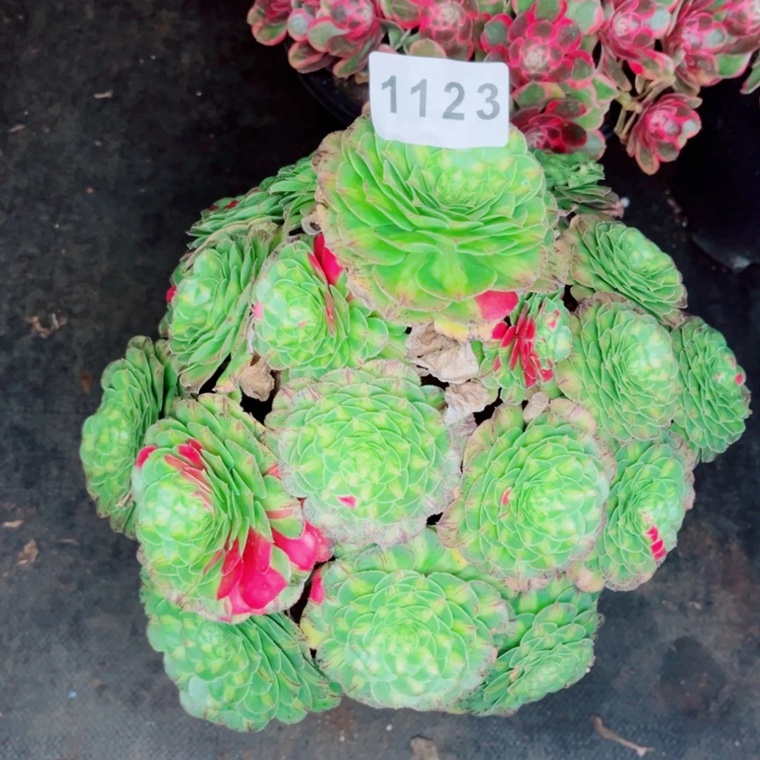 凯***e知否寄养不包邮秋天发货