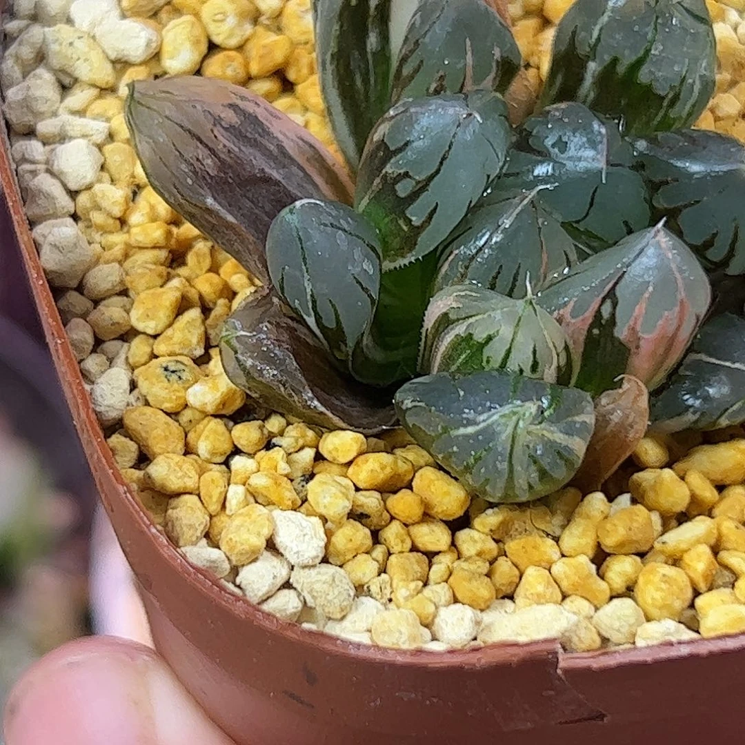 c***天水晶锦十二卷多肉植物