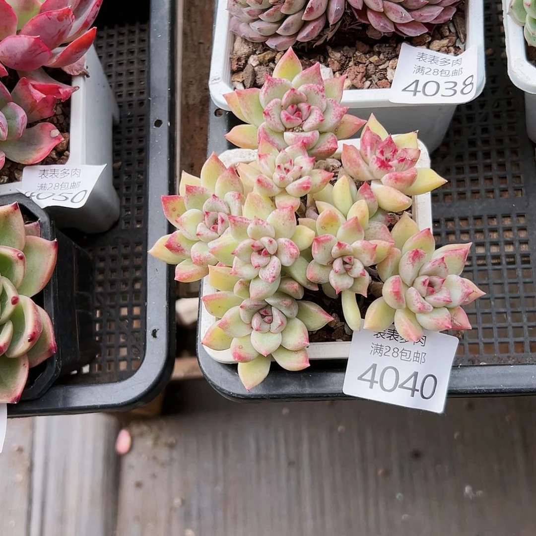 9号?*我们的确是一4040