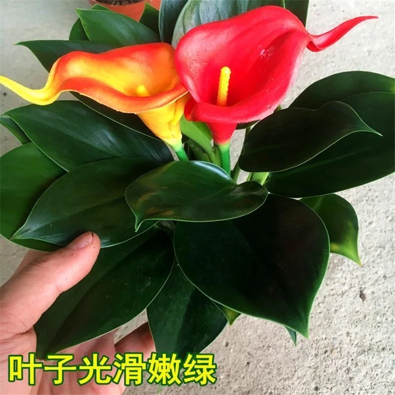 新品【绿公主】大叶金钻吸毒王好养水培办公室绿植四季长青桌面花