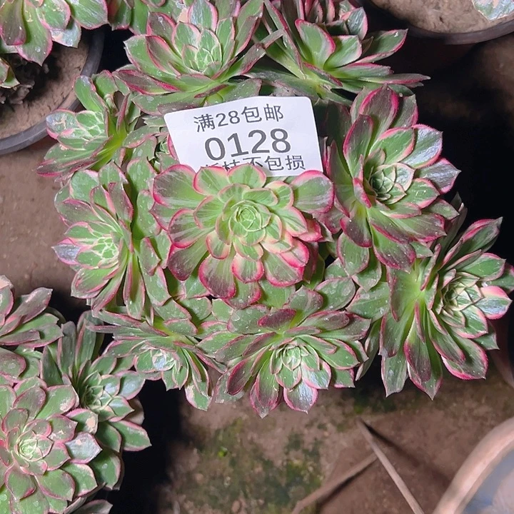 0128万花筒多肉植物