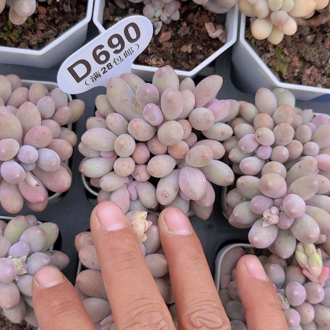 D718手指奶一物一拍