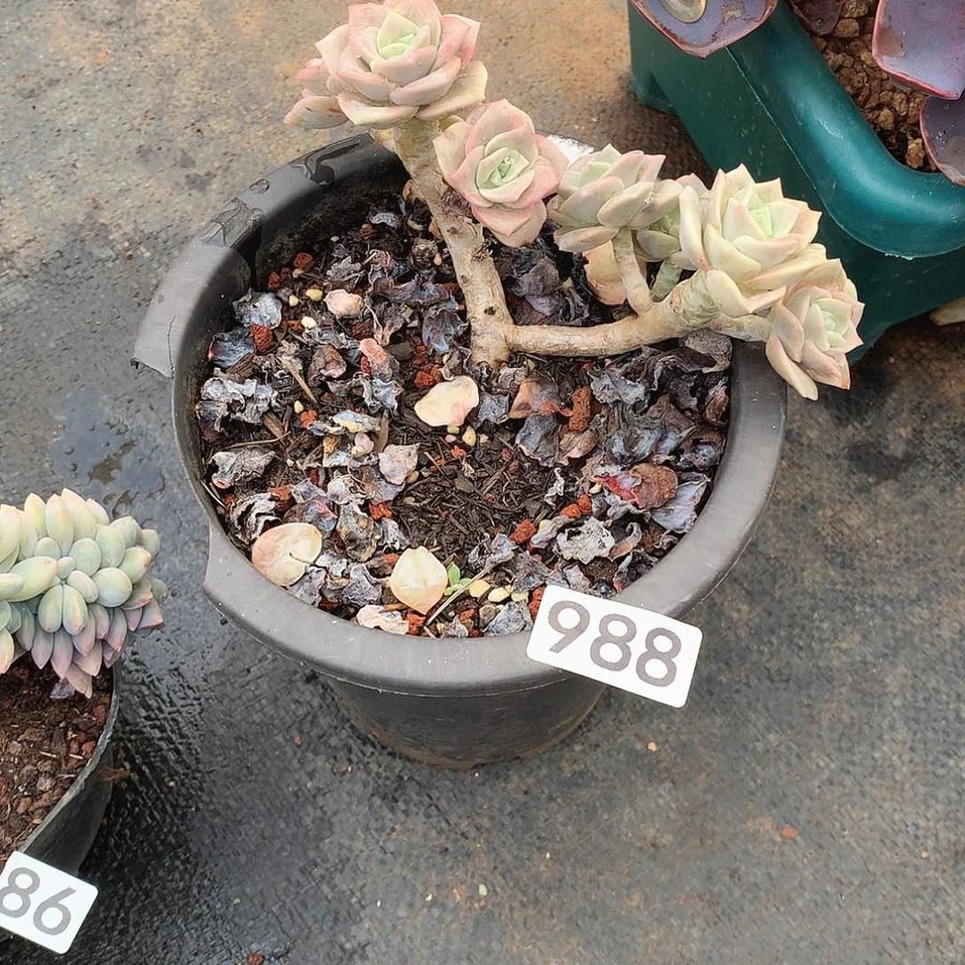 988可爱玫瑰 一物一拍多肉