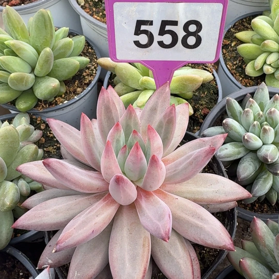 多肉植物虞美人558