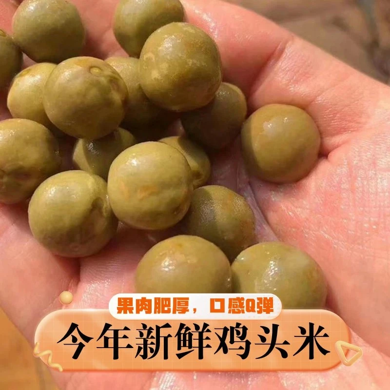 自家种植2025新鲜带壳鸡头米鸡头果芡实新货正宗原产地直供