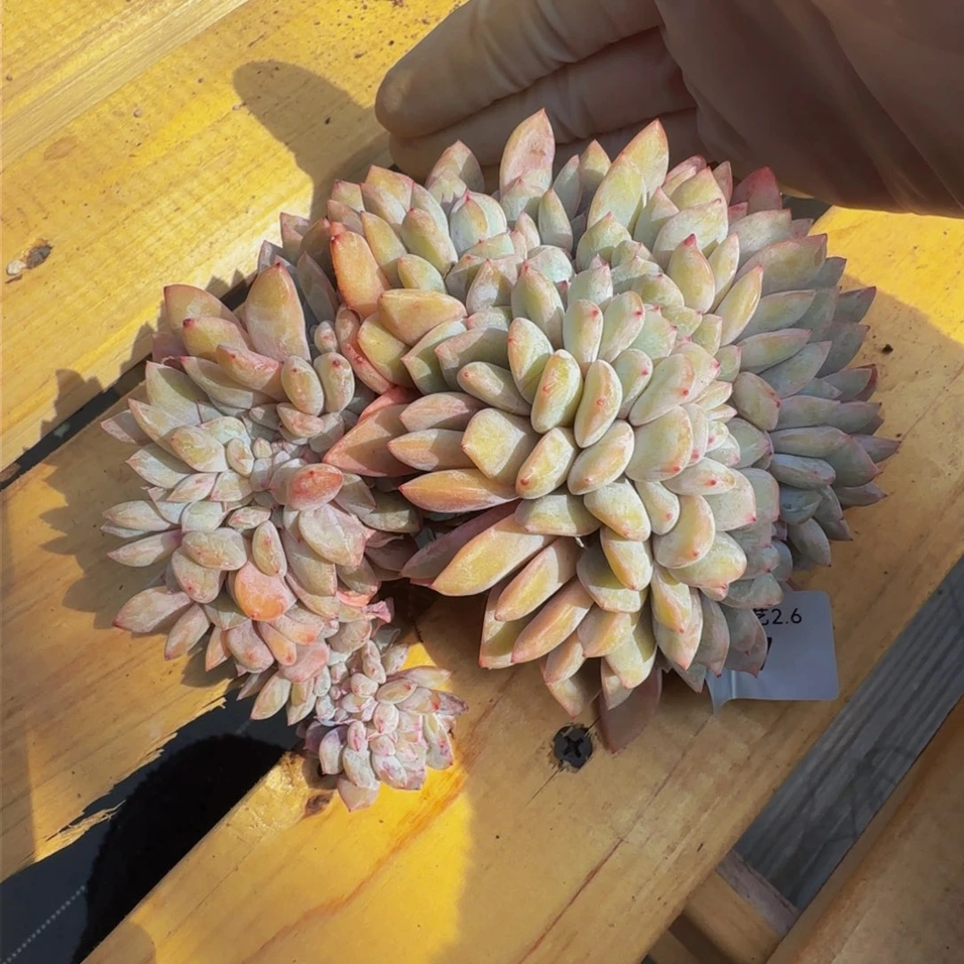 y y y y y y y 67