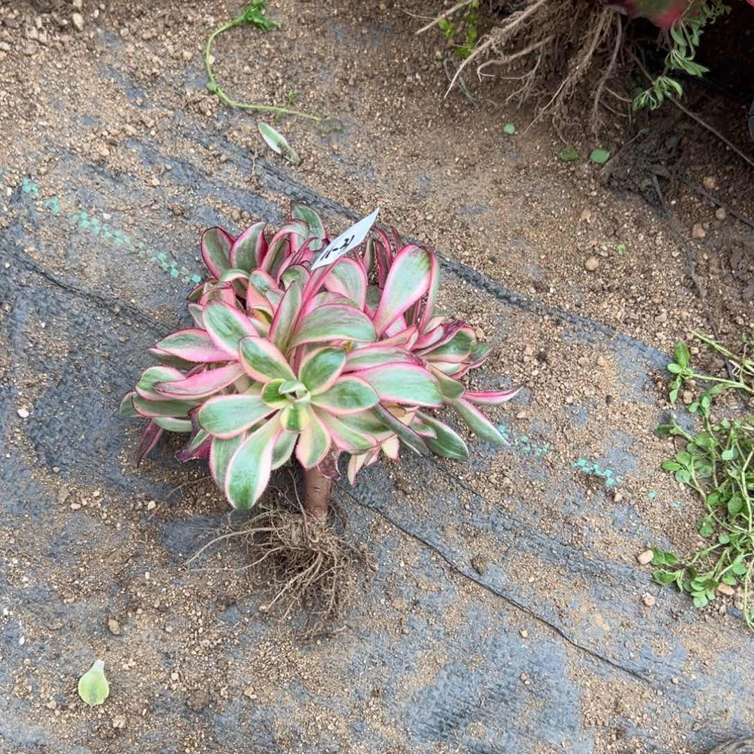 31烈焰多肉多肉多肉