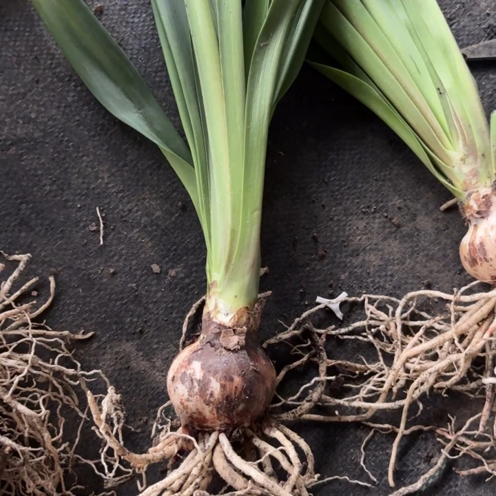 无花朵珊瑚之星包对版