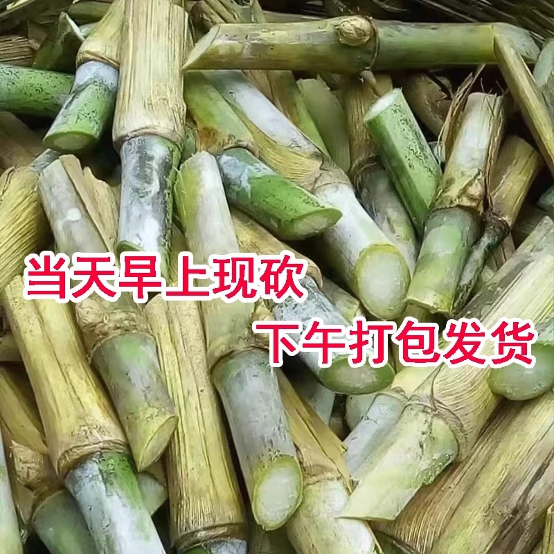 红象草种节无毛甜象草3号种子紫色皇竹草耐寒巨菌草多年生四季