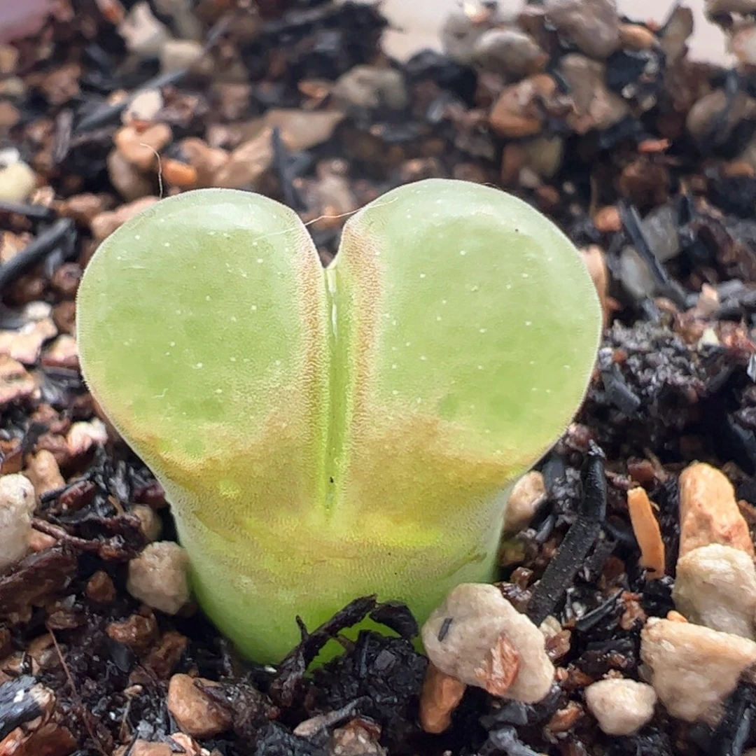 767多肉植物百科