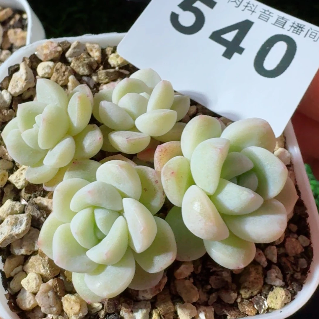 冰玉群生         精品多肉