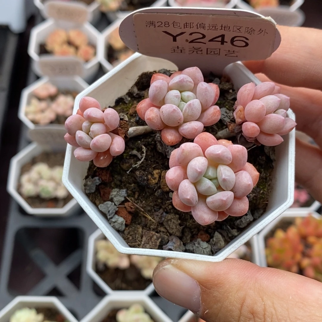 0246 小红蛋 6cm
