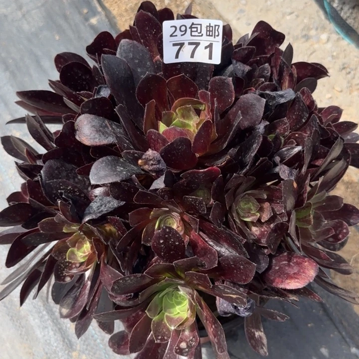 欧若拉……多肉植物的