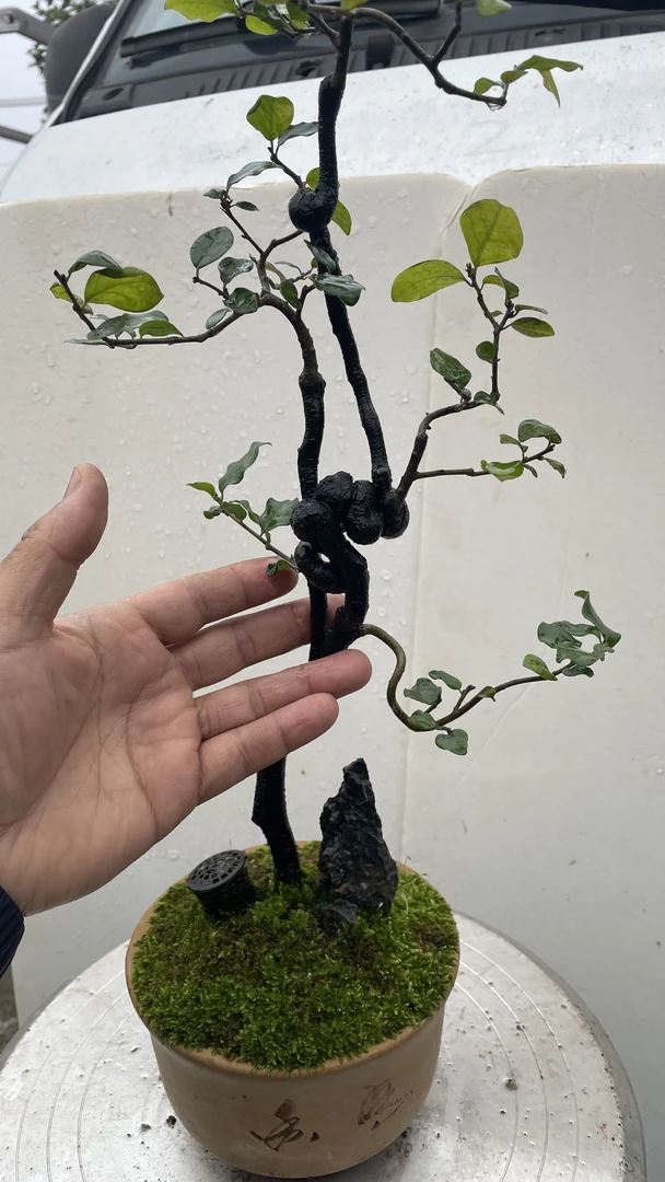 金弹子绿色植物花卉（直播间下单）