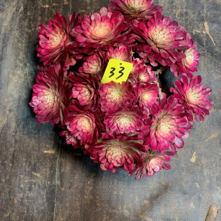 33红铜白多肉一物一拍～