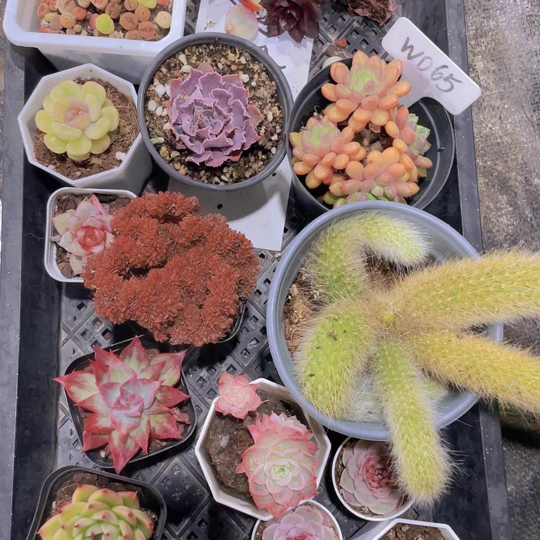 少****点少吃一点姐姐一物一拍