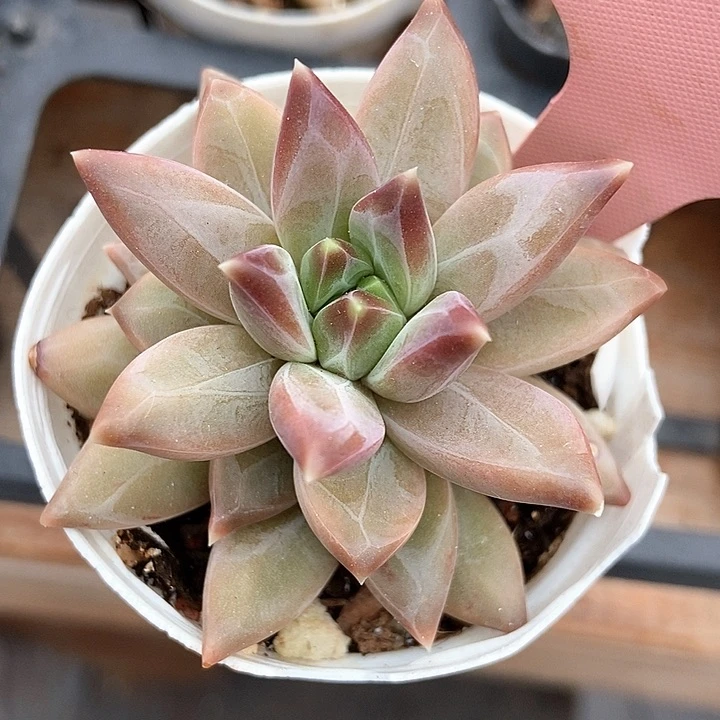 多肉植物1827duo r q