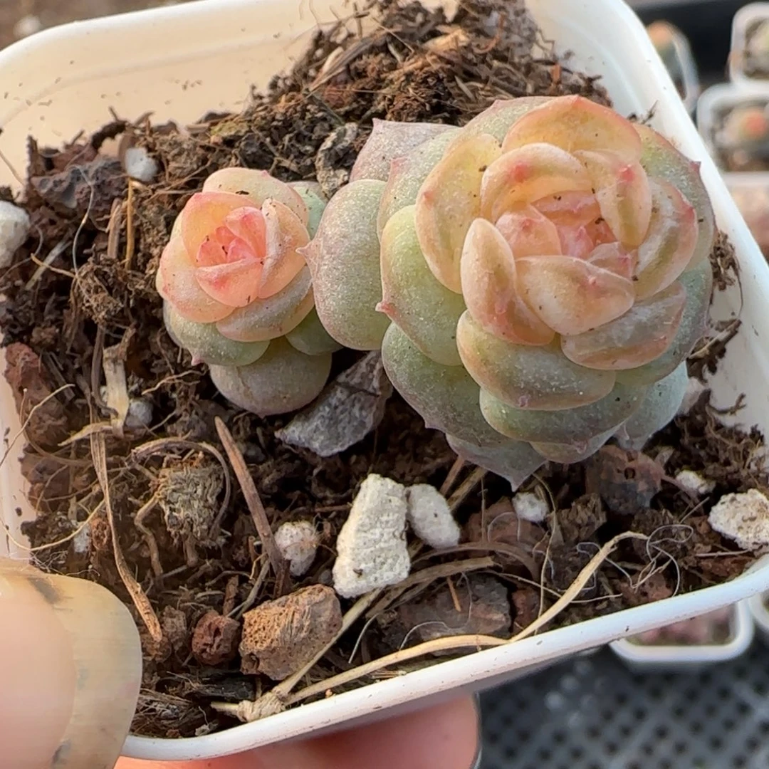 多肉小卡拉米糖心一物一拍