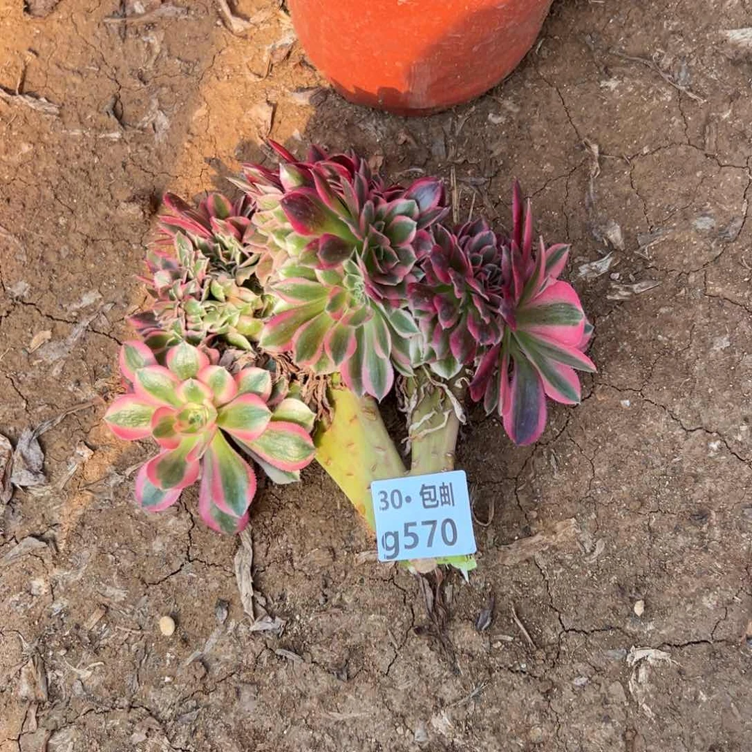 570福利缀多肉法师