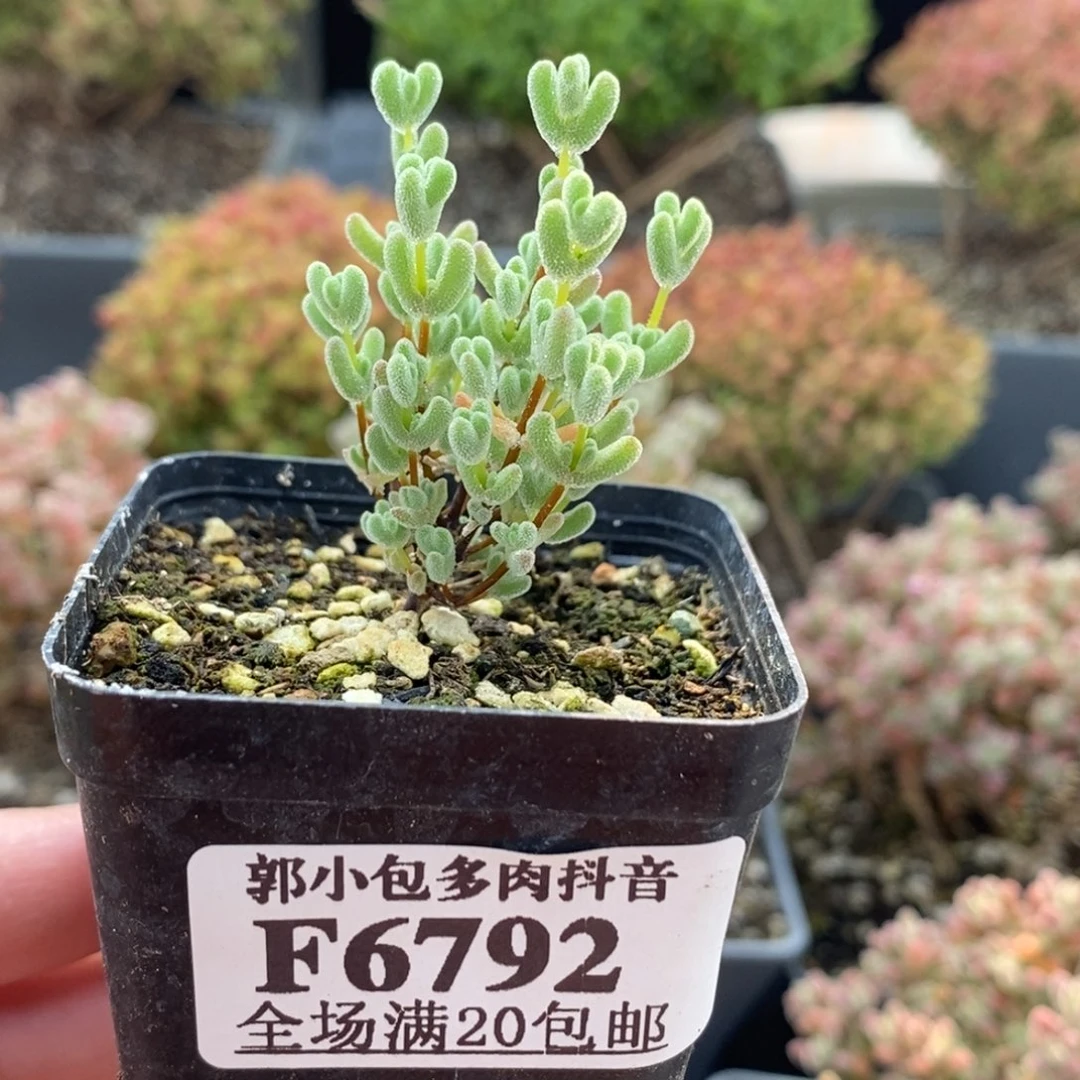 6792实生莱斯五厘米盆