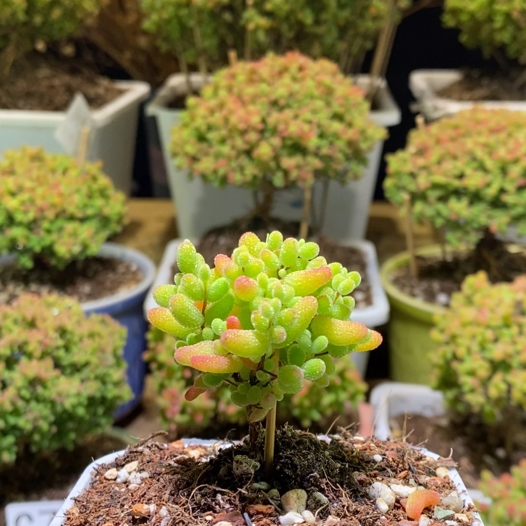 蜜桔糖球枝干番杏C803