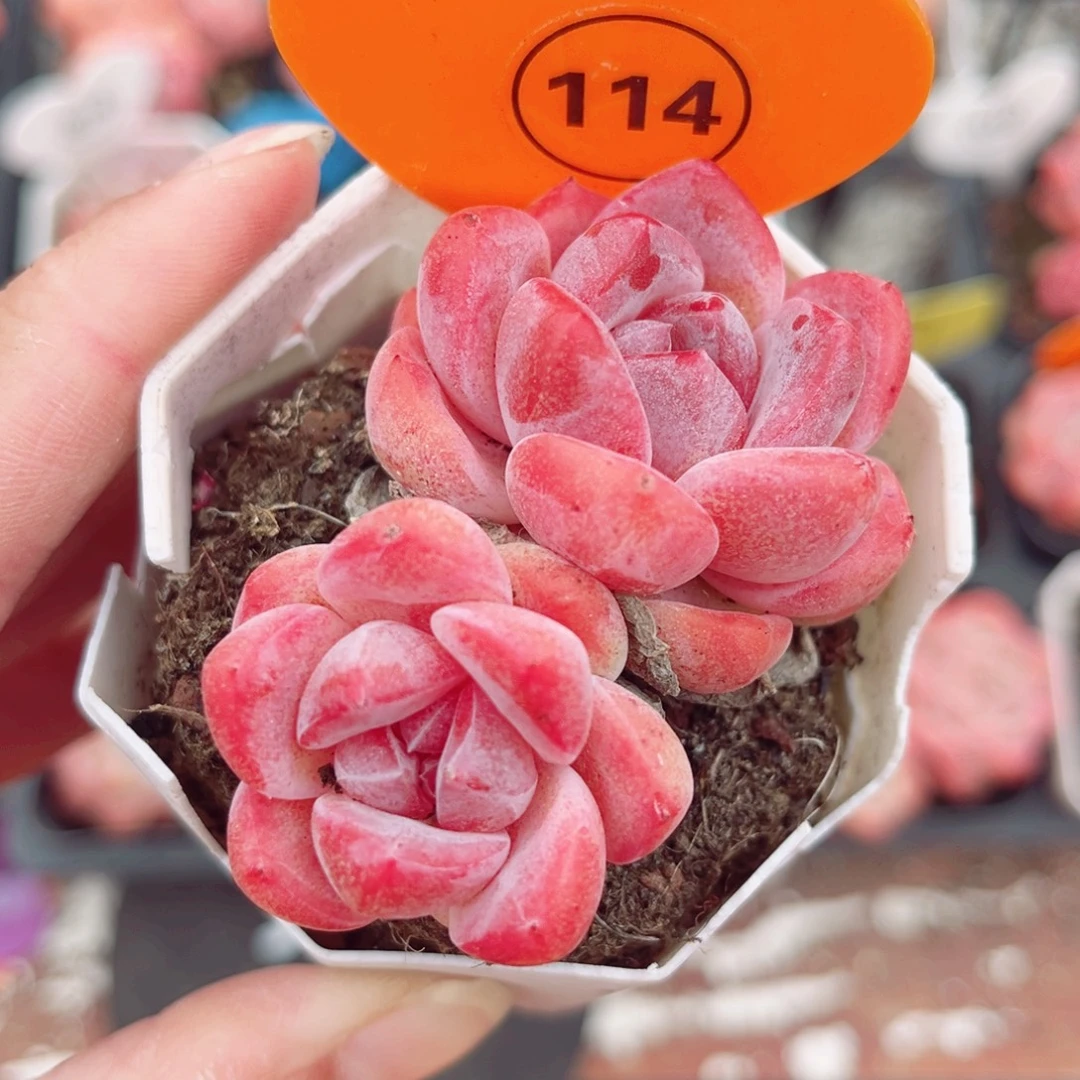 114号小老桩糖心双头