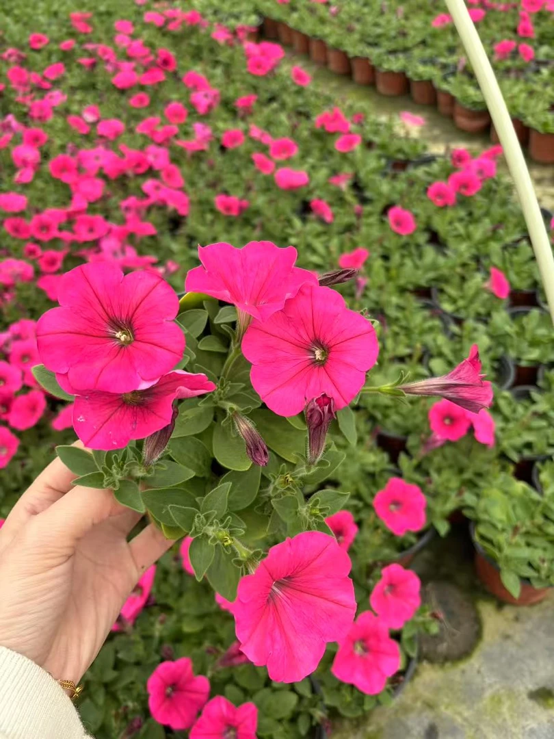 矮牵牛单瓣室内外庭院好养易活开花机器爆盆开花