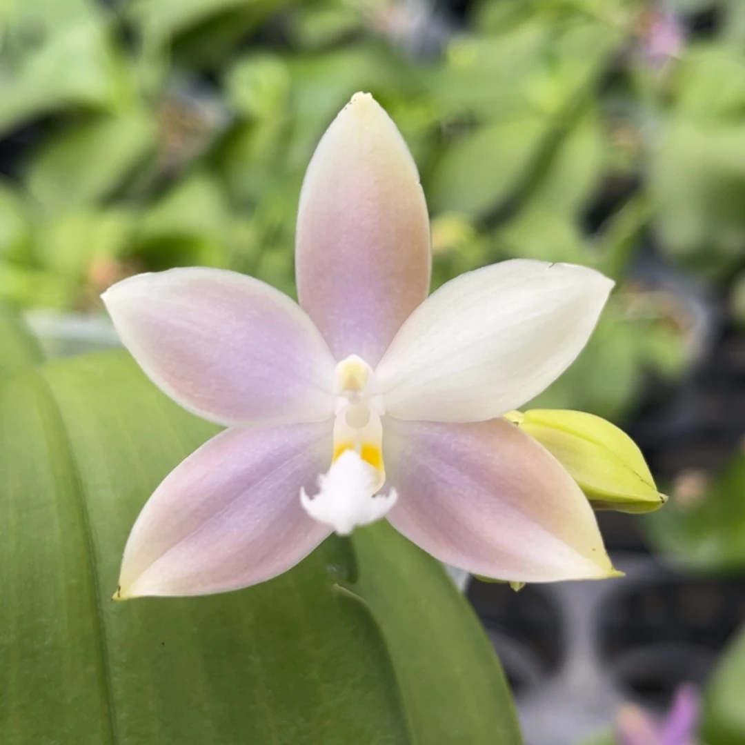 完全开放3.5寸咖啡盾交sg72开花株