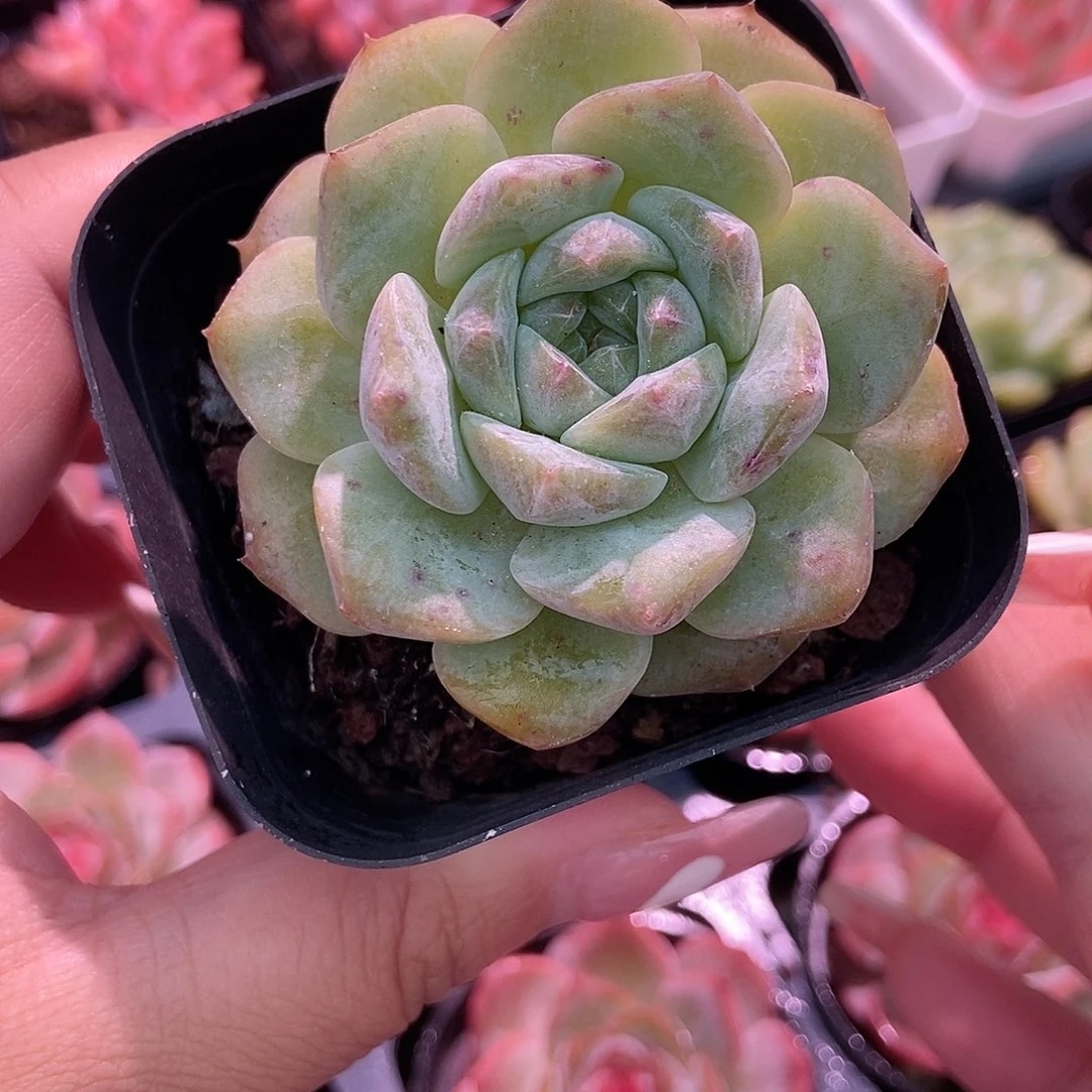 金泰家多肉，458纯情