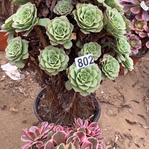 802两颗法师多肉植物