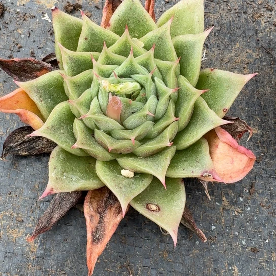 多肉杂交一物一拍17-128