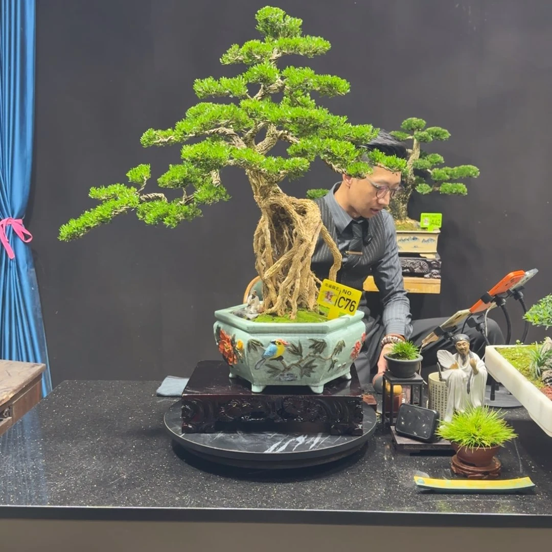 以实际为准黄杨室内室外盆景艺术