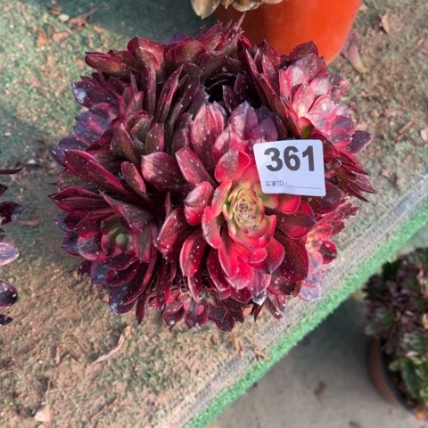 361烟花朵朵多肉，