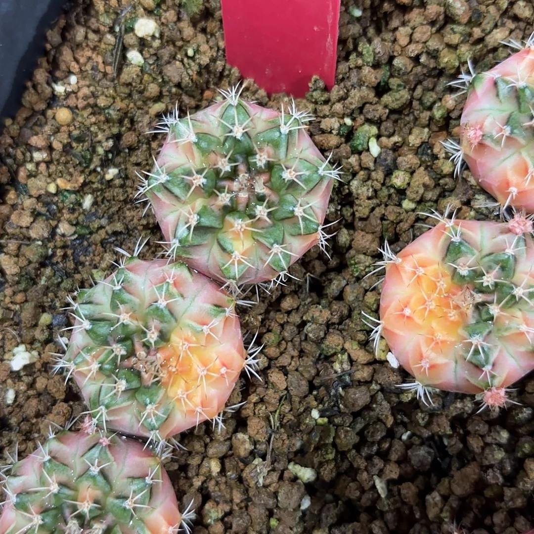 79-0917泰国发货多肉