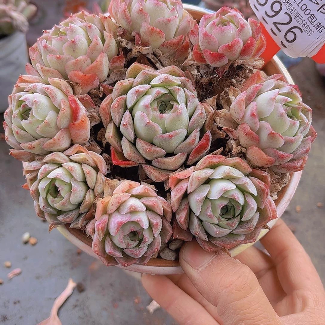 5926沁心。